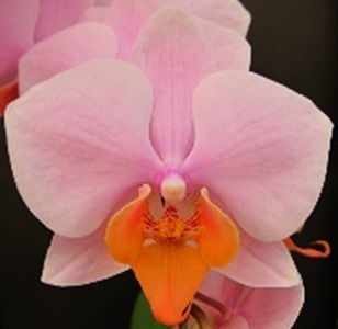 Phal. Chi Yueh Tulcan