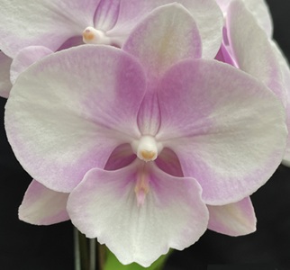 Phal. Charming Pastel