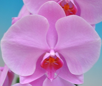 Phal. Cheng De Beauty 'VMA6304'