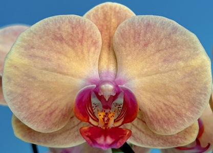 Phal. OX Sagittarius