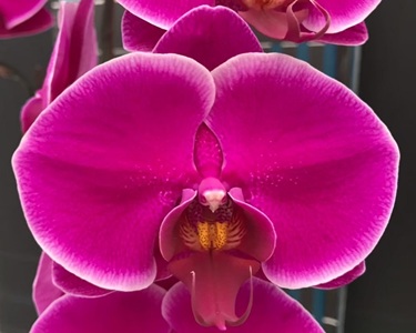 Phal. MS Rose Cuty