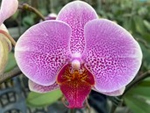 Phal. Da Shyang '1910'