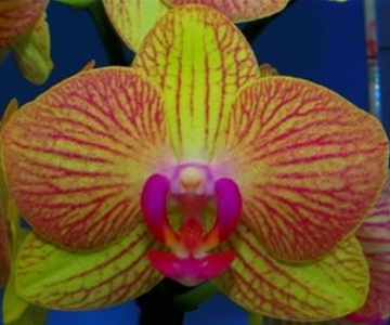 Phal. Tying Shin 'TS2903'