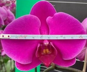 Phal. Ben Yu Firebird X YM1240