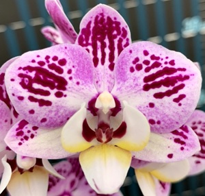Phal. Long Pride Di 'MP2304'