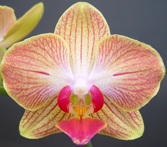Phal. Fuller's Gold Stripe 'MP1220'