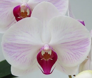 Dtps. Taisuco Felix X Dtps. Mount Lip