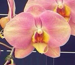 Phal. Huihai 'LL267'