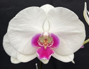 Phal. Huihai 'Lee1451'