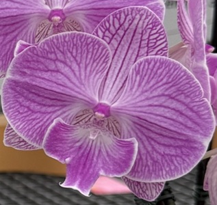 Dtps. Fuller's X-Plus '3794'