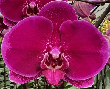 Dtps. Jiuhbao Charm '3053'