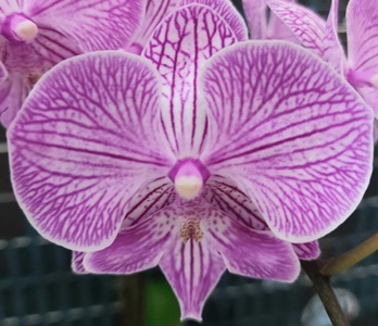 Phal. Long Pride Love Line 'MP3986'
