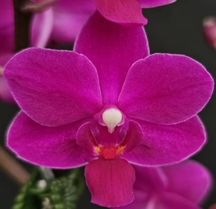 Phal. Charming Purple Pixie
