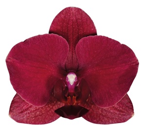 Phal. ANTHURA MONTREUX