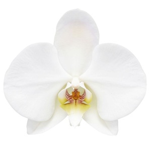 Phal. ANTHURA LEEDS