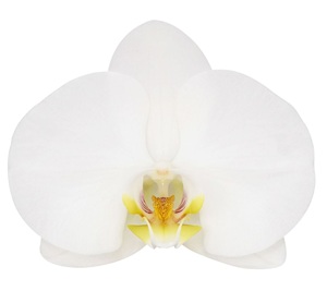 Phal. ANTHURA NOTTINGHAM