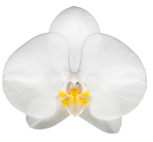 Phal. ANTHURA OXFORD