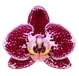 Phal. ANTHURA REIMS