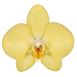 Phal. ANTHURA SAVONA