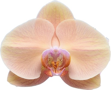 Dtps. Jiuhbao Venus '0079'
