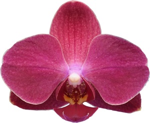 Phal. I-Hsin Little Red Hat '2637'