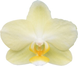 Phal. I-Hsin 'TEM0158'
