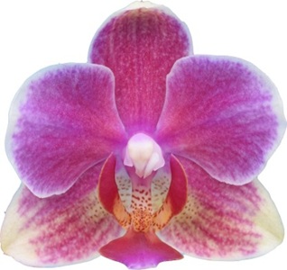 Phal. I-Hsin Colorful Runner '2556'