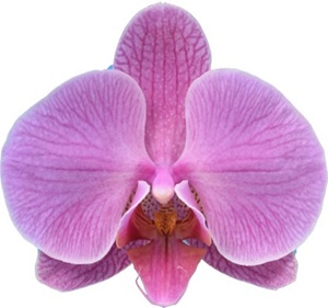 Phal. I-Hsin 'TEM2553'