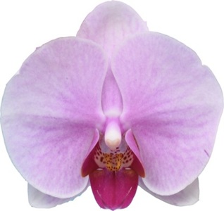 Phal. I-Hsin Pink Dream '2689'