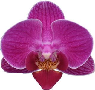 Phal. I-Hsin Bird of Paradise