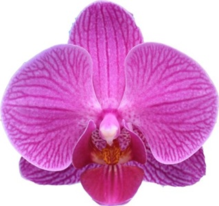 Phal. I-Hsin Pink Wedding '2579'