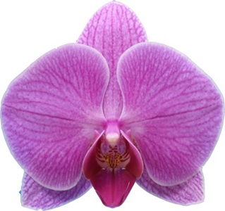 Phal. I-Hsin Pink Dream '2142'
