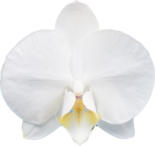 Phal. I-Hsin Edelweiss '2597'