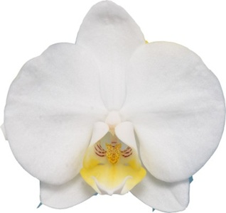 Phal. I-Hsin Edelweiss '2603'