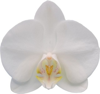 Phal. Long Pride Snowboard 'IS2298'
