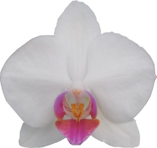 Phal. I-Hsin 'TEM0128'