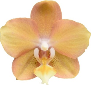 Phal. I-Hsin Maple Valley