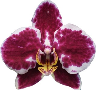 Phal. I-Hsin Spotted Swan
