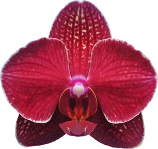 Dtps.I-Hsin Cherry Bomb