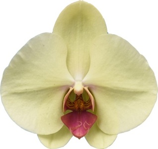 Phal. I-Hsin Darwin '2414'