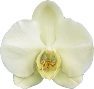 Phal. I-Hsin Green World
