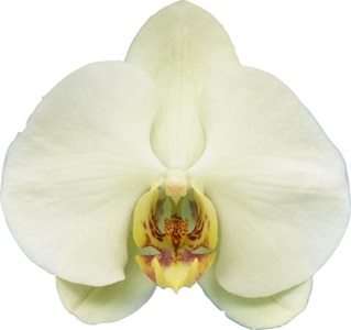 Phal. I-Hsin Helios '2361'