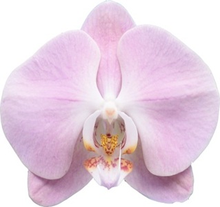 Phal. I-Hsin Pink Lady