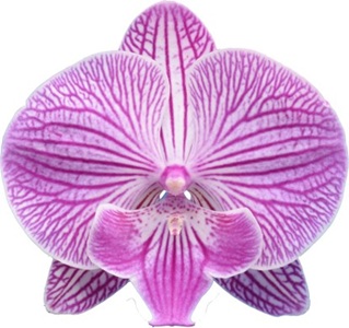 Phal. I-Hsin Pink Spider '2131'