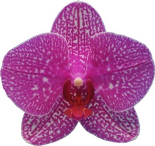 Phal. I-Hsin Harper