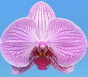 Phal. I-Hsin Rose Venus
