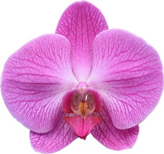 Phal. I-Hsin Hot Girl