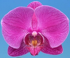 Phal. I-Hsin August Song