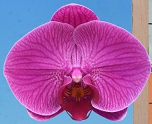Phal. I-Hsin Red Cherry