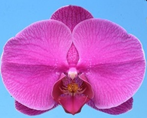 Phal. I-Hsin August Memories